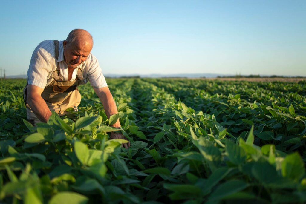 Agricultor senior inspeccionando el cultivo de soja en un campo al atardecer.